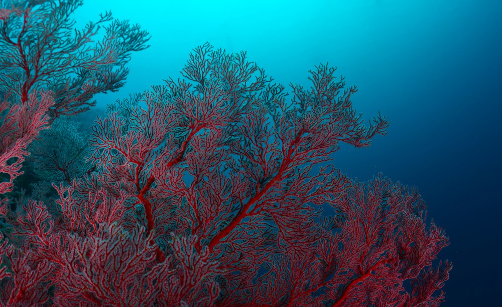 British Ecological Society image of coral