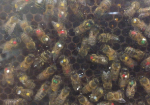 Honeybees’ waggle dance reveals bees in rural areas travel further for food