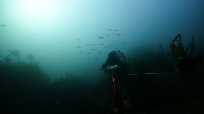 A diver swims near a small school of Allis shad, a species not being effectively protected by Marine Protected Areas.