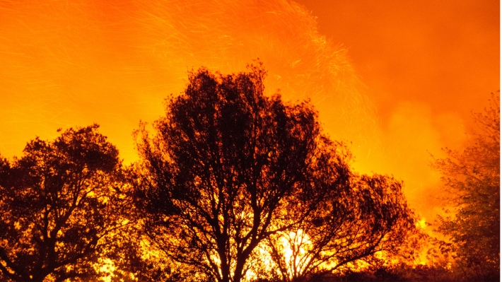 Trees burning in a wildfire