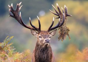 Removing culled deer carcasses in Scotland may be draining environments of nutrients