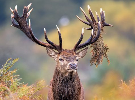 Removing culled deer carcasses in Scotland may be draining environments of nutrients