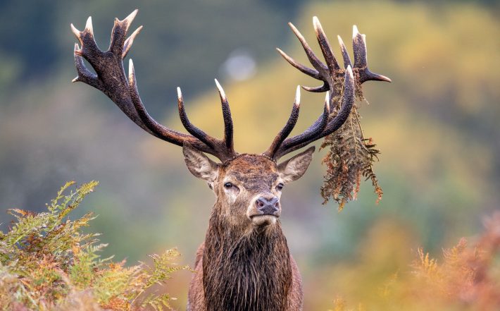 Portrait of a red deer stag