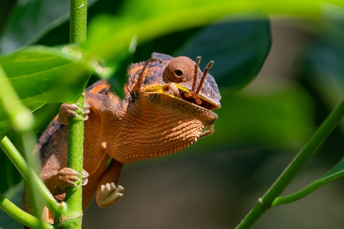 A female chameleon in the act of subduing its prey