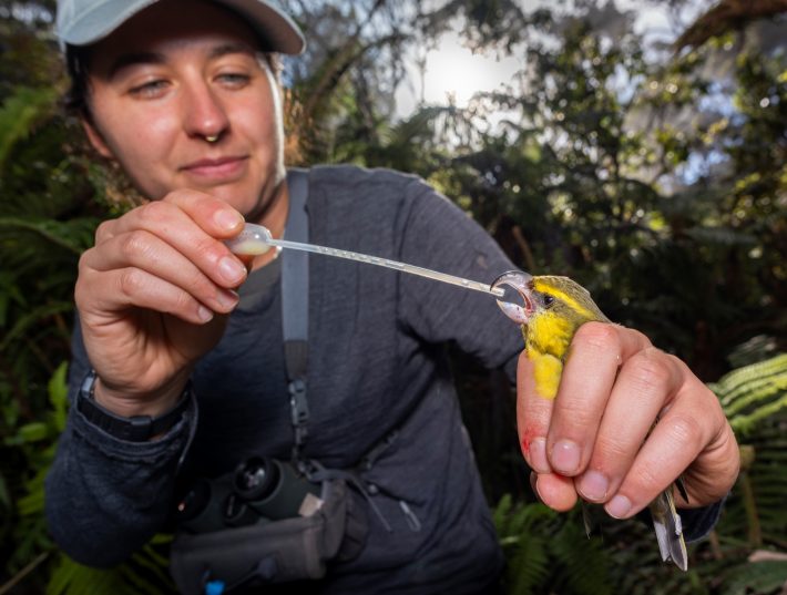 An ecologist gives a critically endangered kiwikiu a few droplets of medicine from a pipette.