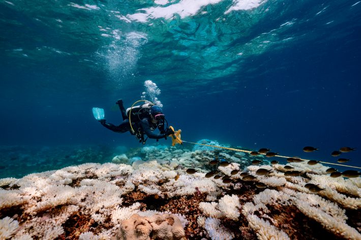 Capturing Ecology Ecologists in Action Student Winner: A final survey. Viktor Peinemann. A scuba diver swims over a severely bleached reef flat in the central Red Sea.