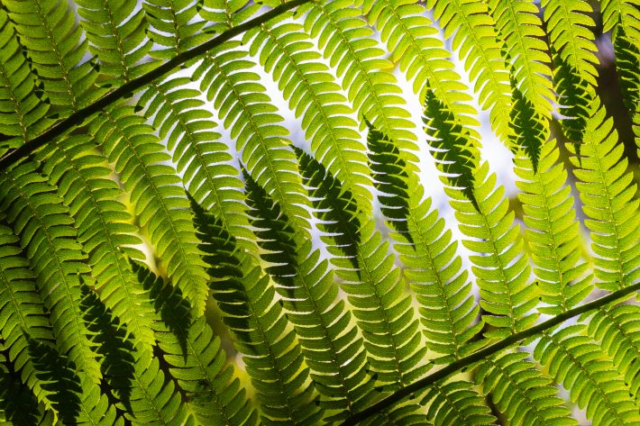 The overlapping fronds of the lacy tree fern form intricate shadows