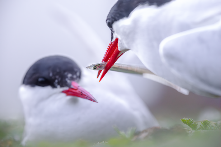 Capturing Ecology Networks in Nature Student Winner: Fisheye Perspective. Filip Jarzyński. A male Arctic Tern providing a Sand eel to an incubating female.