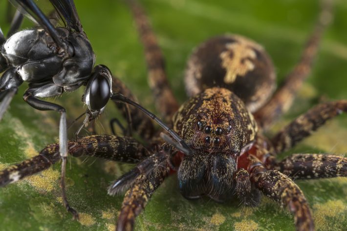 Capturing Ecology Networks in Nature Winner: Hunter becomes hunted. Roberto García-Roa. A close up of a pompilid wasp and the spider.