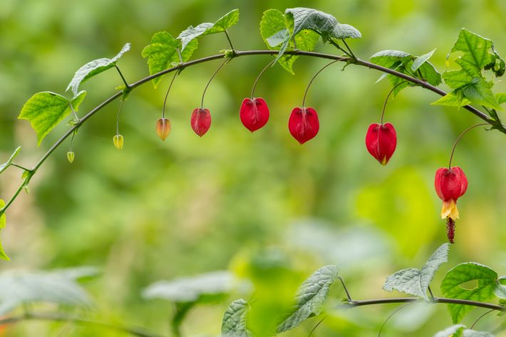 Capturing Ecology Overall Runner up: Lanterns. Danni Thompson. An arch of a plant branch with blooming flowers hanging down.