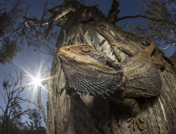 Capturing Ecology Overall Winner: The Dragon and the Sun. Damien Esquerre. A bearded dragon clinging to a tree. The sun shines in the background.