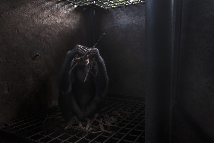 Capturing Ecology People and Nature Winner: A Soul. Roberto García-Roa. A critically endangered western chimpanzee sits in the shadows of a cage. The Chimpanzee Conservation Center have rescued it from poachers.