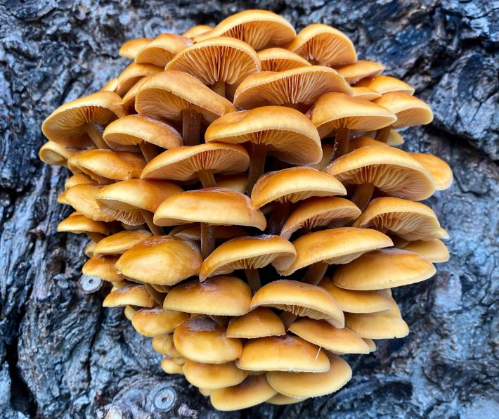 Capturing Ecology Individuals and Populations (Plants and Fungi) Winner: Early Morning Thaw. Jenn Rose. A bundle of fruiting mushroom bodies stand frozen after experiencing sub temperatures from a typical Danish November night.