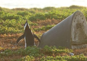 Artificial nests boost African penguin breeding success, but there’s no one-size-fits-all design