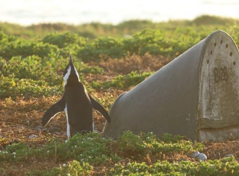 Artificial nests boost African penguin breeding success, but there’s no one-size-fits-all design