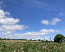 Expressions of interest: Project team for British Ecological Society-led research on organic agriculture