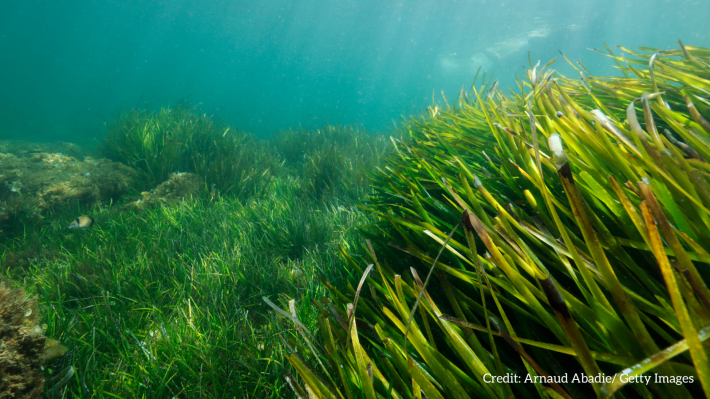 Seagrass