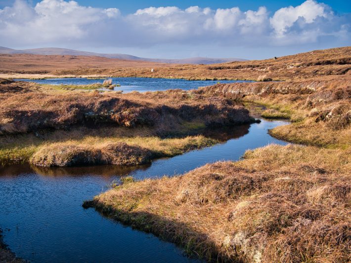 A wetland area