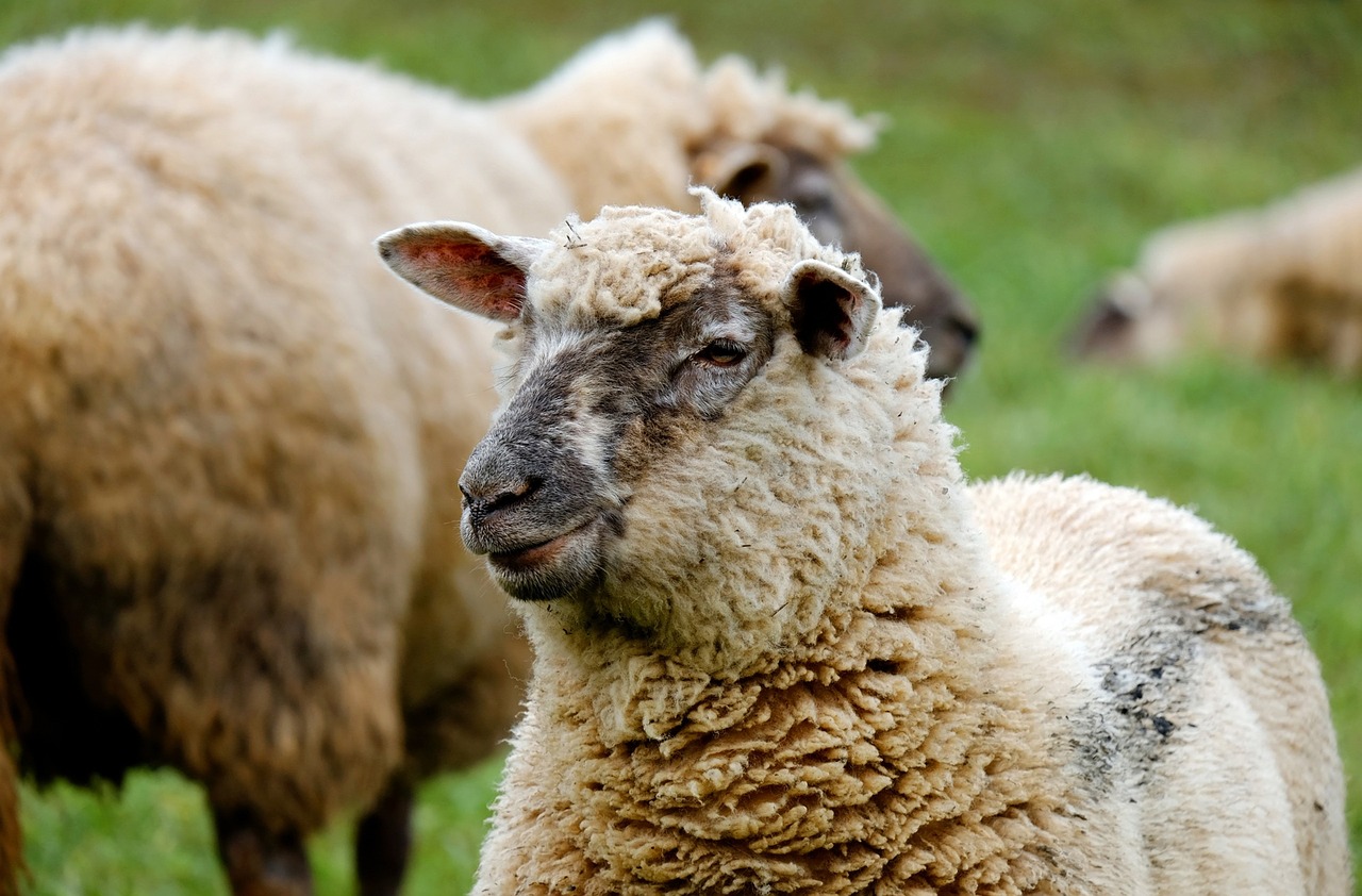 Press Release Predicting Bluetongue Outbreaks   Sheep 1323902 1280 