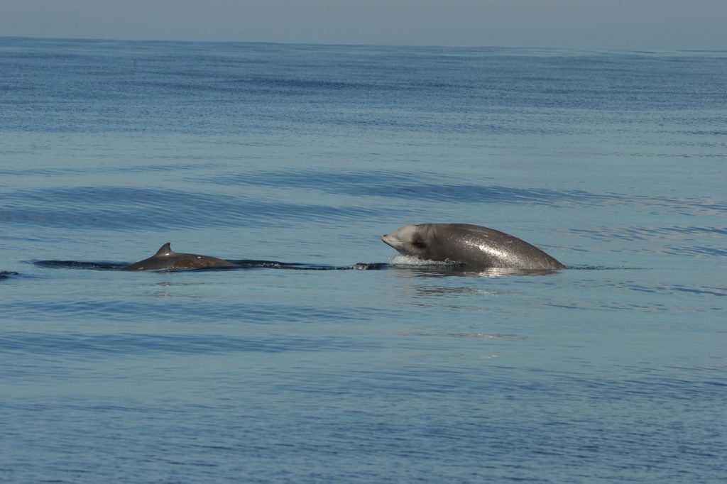 Why do beaked whales return to a Navy sonar range despite disturbance