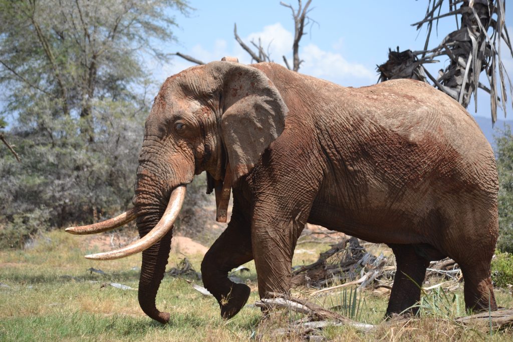 The older you get, the harder you seek: the mating secrets of Africa’s