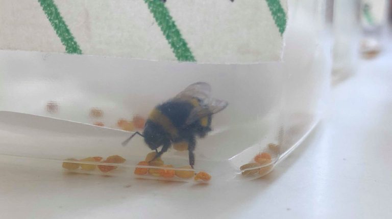 Bumblebees Exposed To Chernobyl-levels Of Radiation Consume More Nectar ...