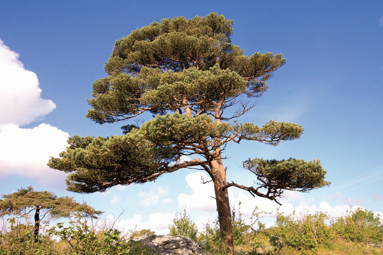 new-research-reveals-the-resilience-of-scots-pine-trees-to-drought