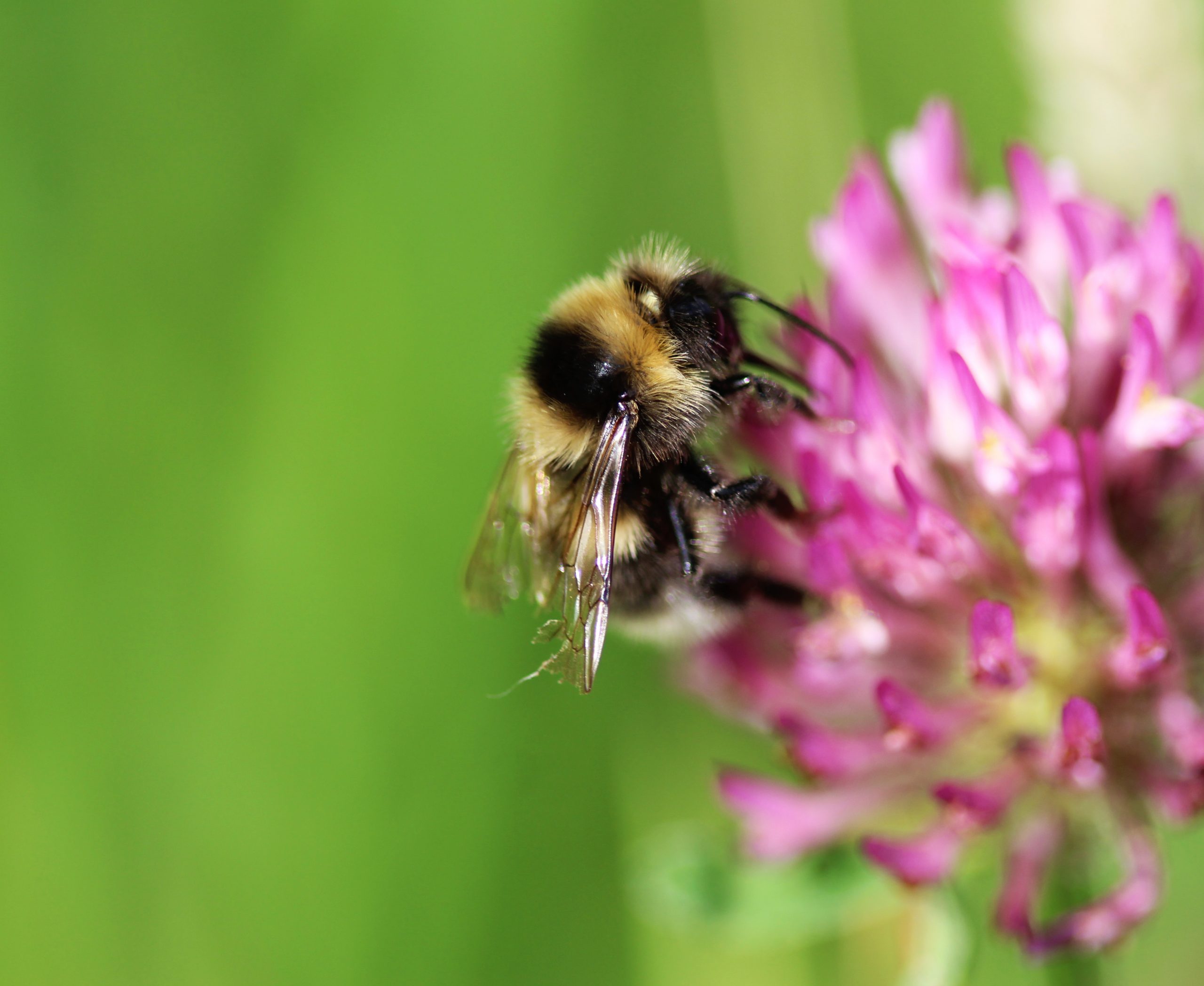 england-british-ecological-society