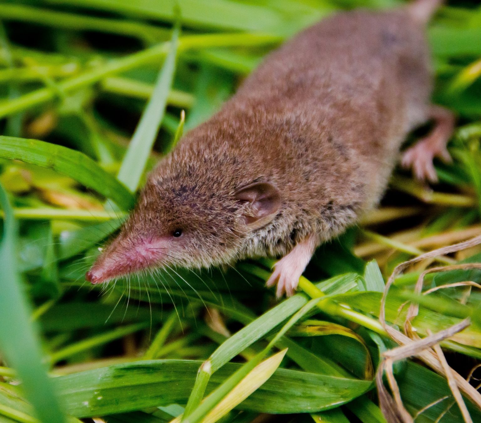 How Ireland’s smallest mammal, the pygmy shrew, is quietly and quickly