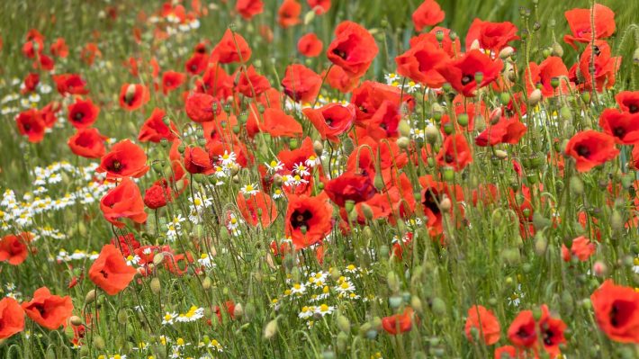 Red poppies in a wildflower meadow