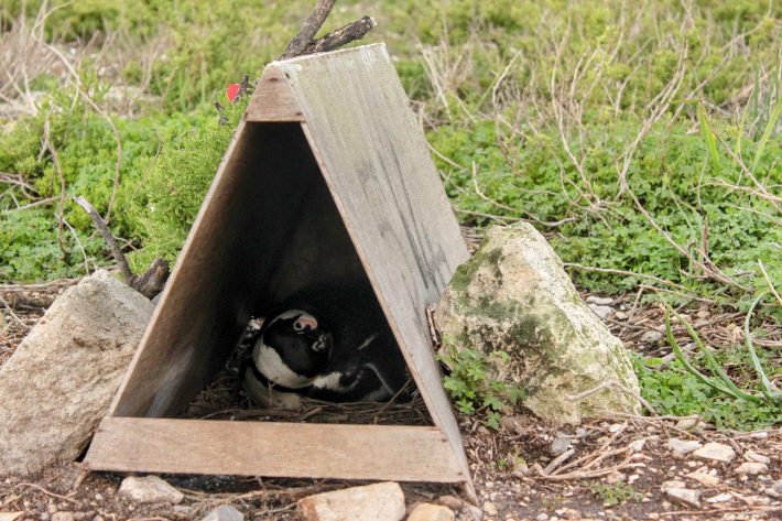 An African penguin nesting in an A-framed pine plywood nest