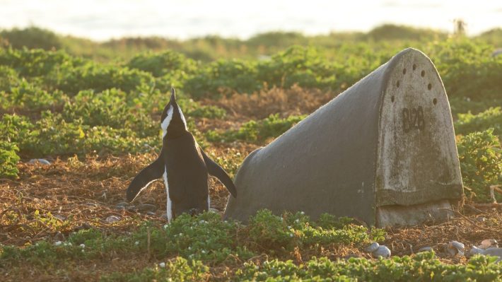 African Penguin stood by a double-layered ceramic artificial nest.